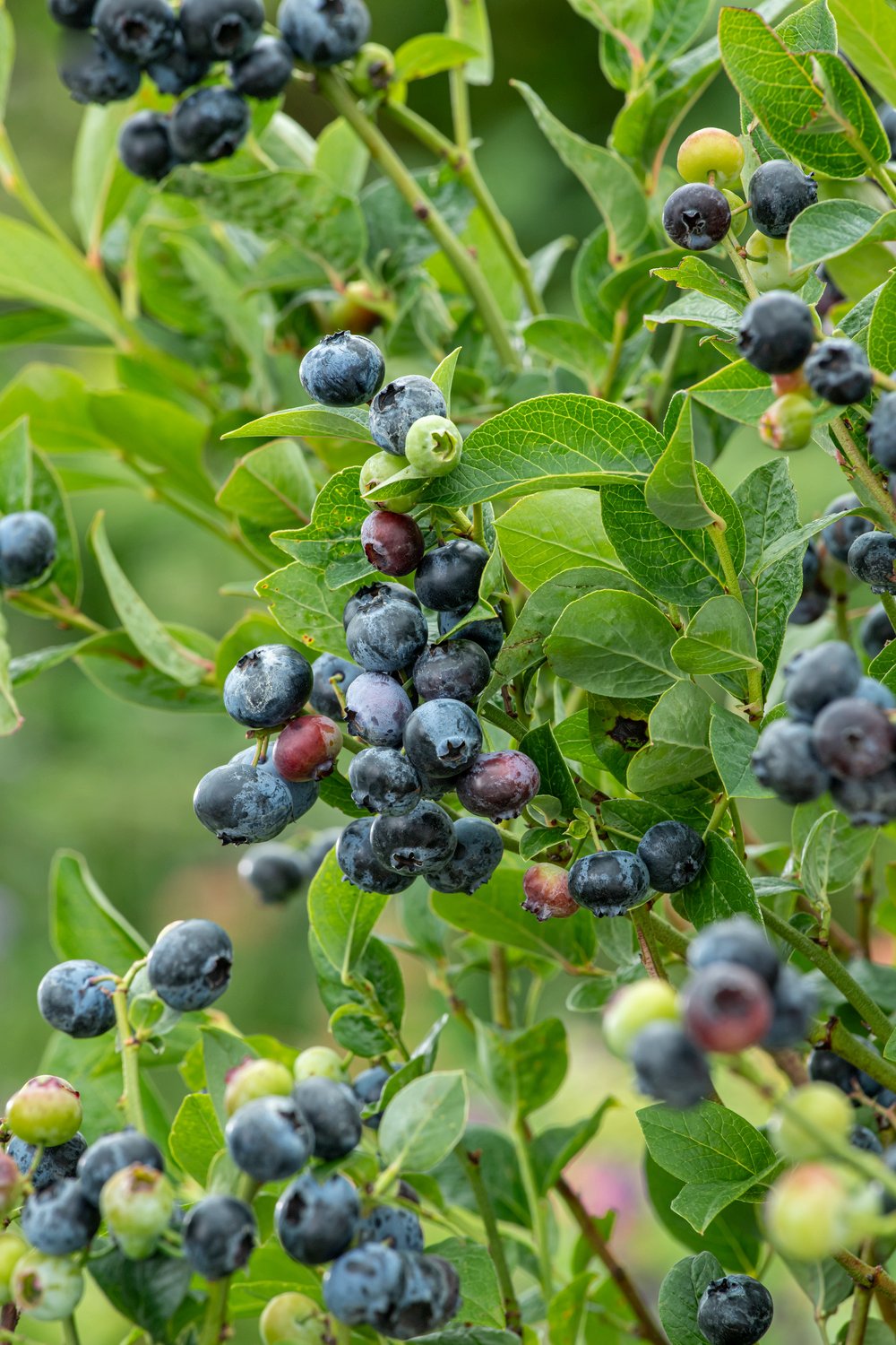 Blauwe bes - Vaccinium c. 'Duke'