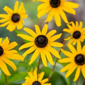 Zonnehoed - Rudbeckia f. 'Goldsturm'