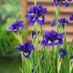 Siberische lis - Iris Sibirica