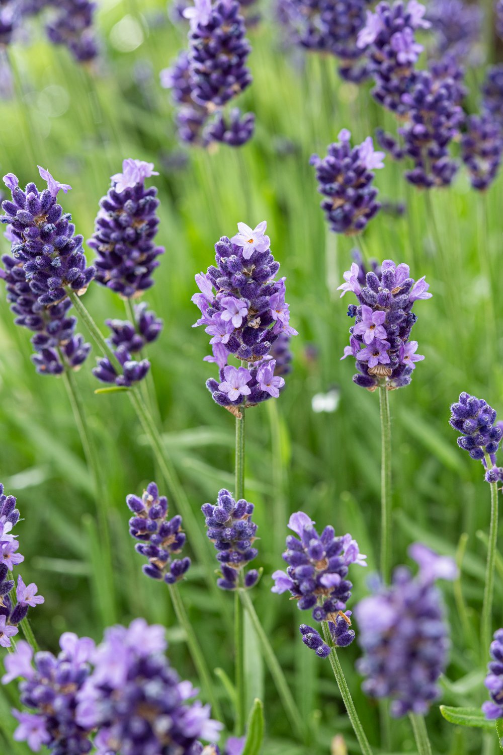 Lavendel - Lavandula ang. 'Hidcote'