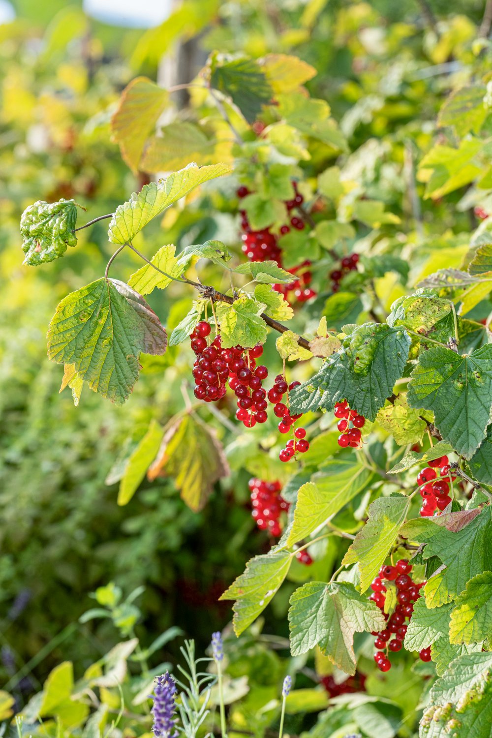 Rode bes - Ribes rub. 'Jonkheer van Tets' - Afbeelding 2