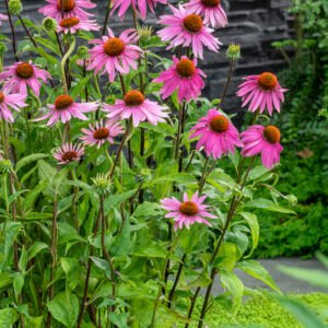 Zonnehoed - Echinacea purpurea