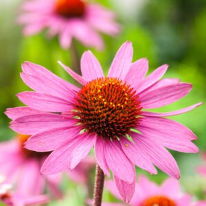 Zonnehoed - Echinacea purpurea