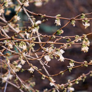 Winterkamperfoelie - Lonicera 'Winter Beauty'