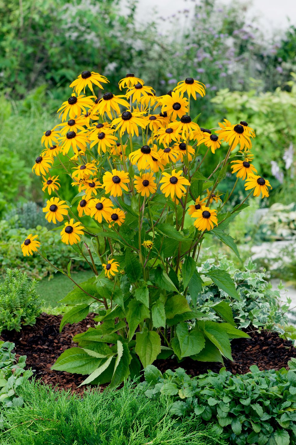 Gele zonnehoed - Rudbeckia 'Goldsturm' - Afbeelding 2