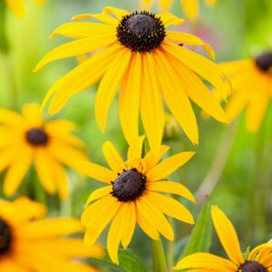 Gele zonnehoed - Rudbeckia 'Goldsturm'