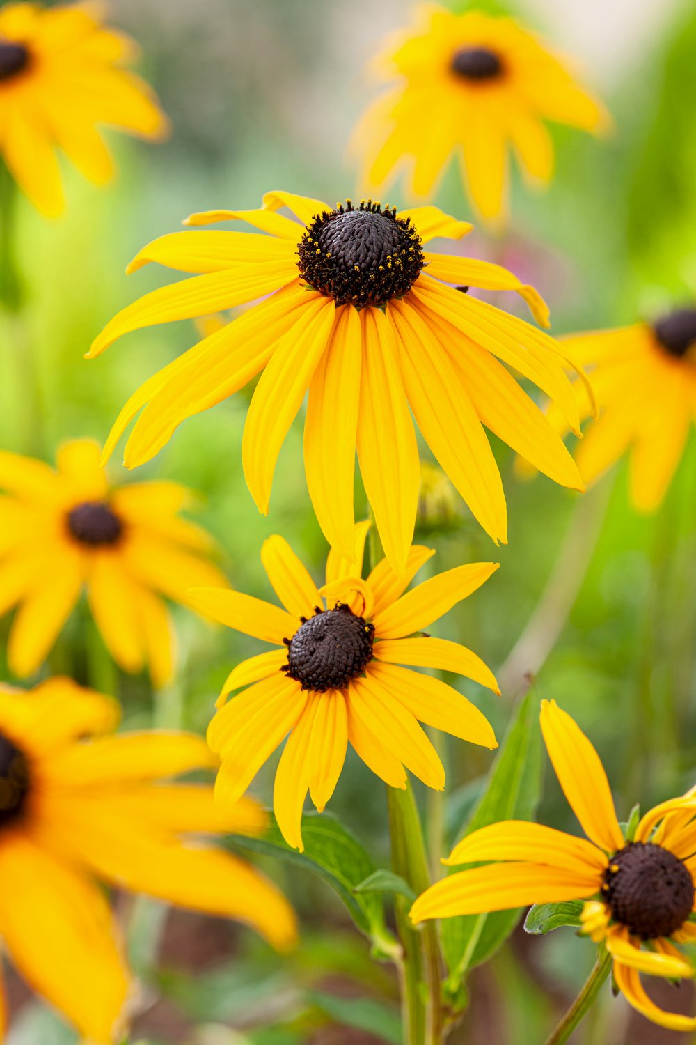 Gele zonnehoed - Rudbeckia 'Goldsturm'