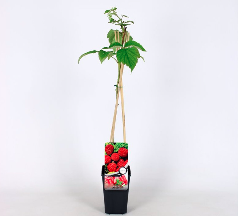 Rode framboos - Rubus idaeus 'Malling Promise' - Afbeelding 2