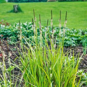 Blauwgras - Sesleria autumnalis