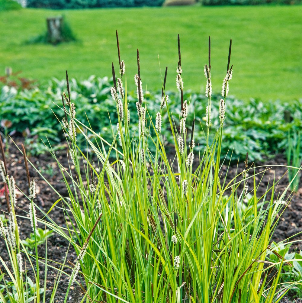 Blauwgras - Sesleria autumnalis