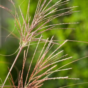 Prachtriet - Miscanthus sinensis 'Gracillimus'
