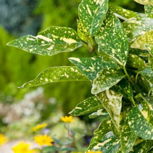 Kijkerstruik - Aucuba japonica 'Crotonifolia'
