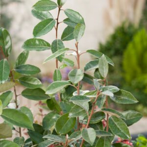 Olijfwilg / zilverbes - Elaeagnus Ebbingei