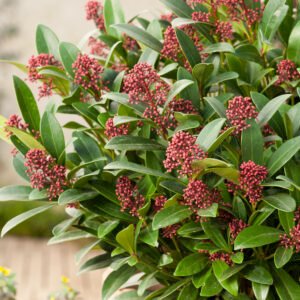 Skimmia - Skimmia j. 'Rubella'