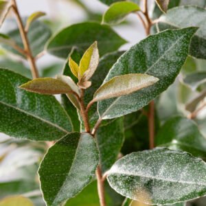 Compacte olijfwilg / zilverbes - Elaeagnus ebb. 'Compacta'