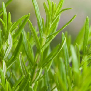 Rozemarijn - Rosmarinus officinalis