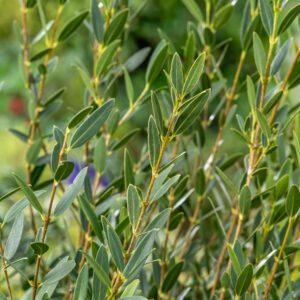 Steenlinde - Phillyrea Angustifolia