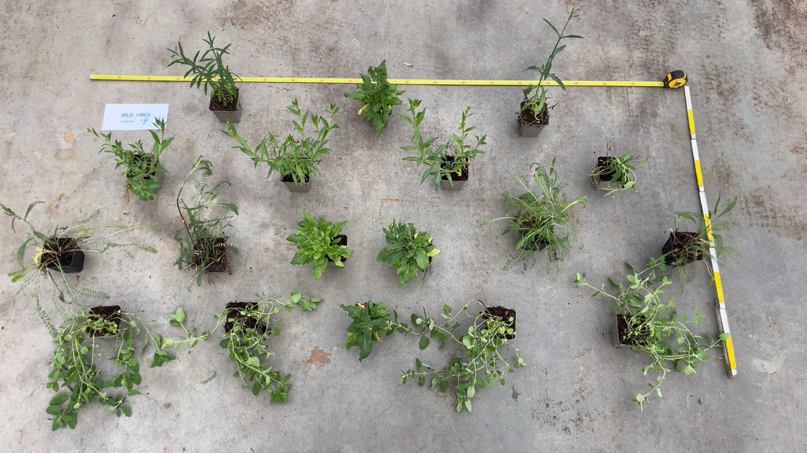 Borderpakket (per 2 m²) - Wild Vibes Border - Afbeelding 2